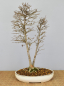 Preview: Bonsai Outdoor, Dreispitzahorn (Acer buergerianum)